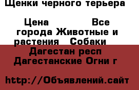 Щенки черного терьера › Цена ­ 35 000 - Все города Животные и растения » Собаки   . Дагестан респ.,Дагестанские Огни г.